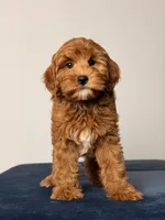 Breeze, a female Cavapoo and Poodle - Toy  for sale in Los Angeles, CA – 4 of 5