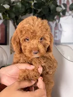 Julia, a female Cavapoo and Poodle - Toy  for sale in Los Angeles, CA – 4 of 9