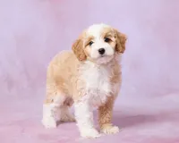 Hazel, a female Cavalier King Charles Spaniel and Poodle - Toy  for sale in Los Angeles, CA – 2 of 4