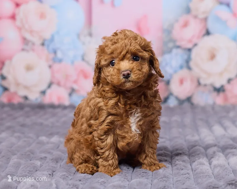 Sky – Poodle - Toy  puppy for sale in Los Angeles, CA