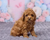 Sky, a male Poodle - Toy  for sale in Los Angeles, CA – Photo 2 of 3