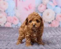 Sky, a male Poodle - Toy  for sale in Los Angeles, CA – Photo 3 of 3