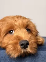 Dylan, a male Cavapoo and Poodle - Toy  for sale in Los Angeles, CA – 6 of 7