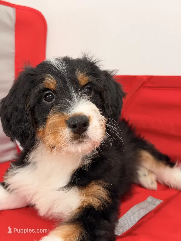 Junie – Bernedoodle puppy for sale in Los Angeles, CA