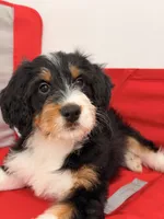 Junie, a female Miniature Bernedoodle for sale in Los Angeles, CA – 1 of 6