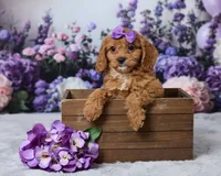 Winnie, a female Cavapoo for sale in Los Angeles, CA – 4 of 4