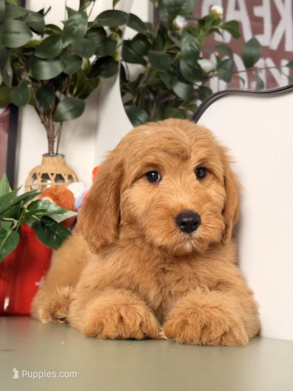 Bo – Goldendoodle puppy for sale in Los Angeles, CA