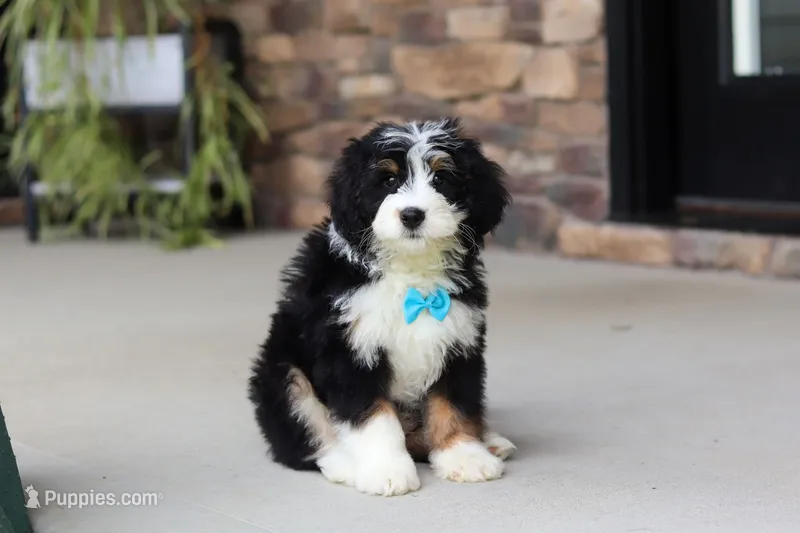 Bolt – Miniature Bernedoodle puppy for sale in Los Angeles, CA