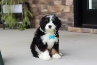 Bolt, a male Miniature Bernedoodle for sale in Los Angeles, CA – 2 of 2