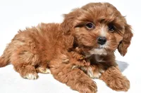 Jessie, a female Cavapoo for sale in Los Angeles, CA – 1 of 2