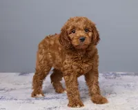 Mini - Cinnamon, a female Goldendoodle and Poodle - Toy  for sale in Los Angeles, CA – 3 of 5