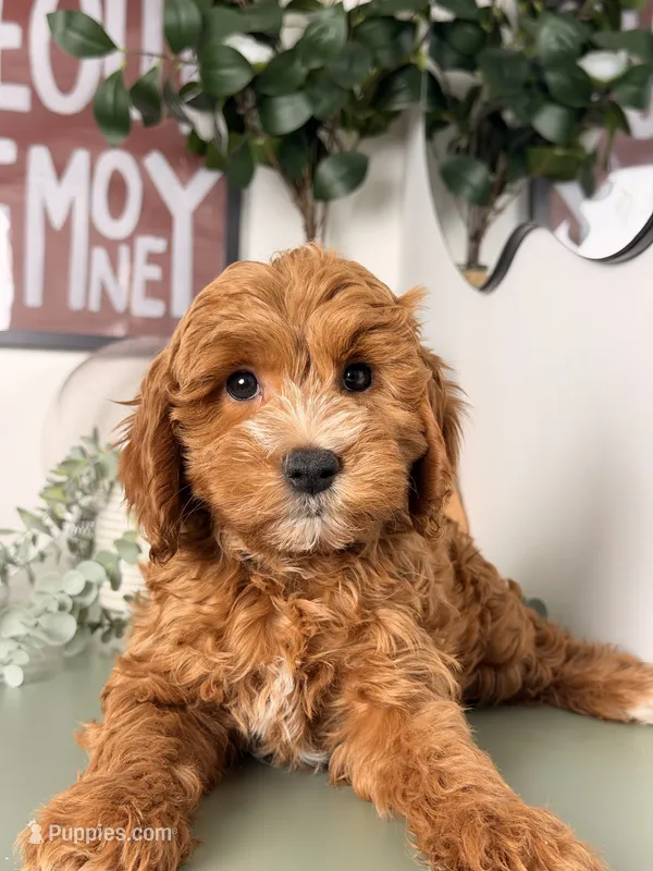 Winston – Poodle - Toy , Miniature Goldendoodle puppy for sale in Los Angeles, CA