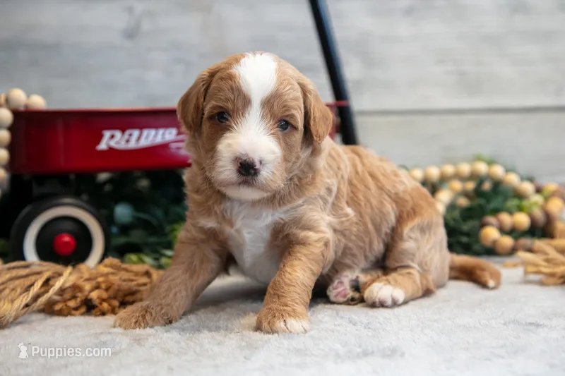 Cooper – Goldendoodle, Poodle - Toy  puppy for sale in Los Angeles, CA