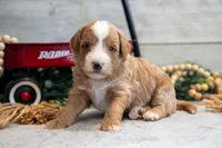 Cooper, a male Goldendoodle and Poodle - Toy  for sale in Los Angeles, CA – 1 of 3