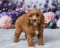 Teddy, a male Cavapoo for sale in Los Angeles, CA – 3 of 4