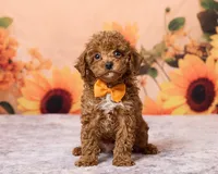 Oatie, a male Poodle - Toy  for sale in Los Angeles, CA – 3 of 3