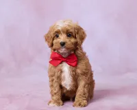 Rusty, a male Cavapoo and Poodle - Toy  for sale in Los Angeles, CA – 1 of 3