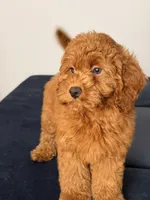 Sunny, a female Cavapoo and Poodle - Toy  for sale in Los Angeles, CA – 4 of 4