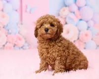 Bingo, a male Poodle - Toy  for sale in Los Angeles, CA – 2 of 5