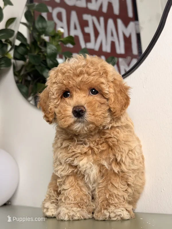 Ollie – Poodle - Toy  puppy for sale in Los Angeles, CA