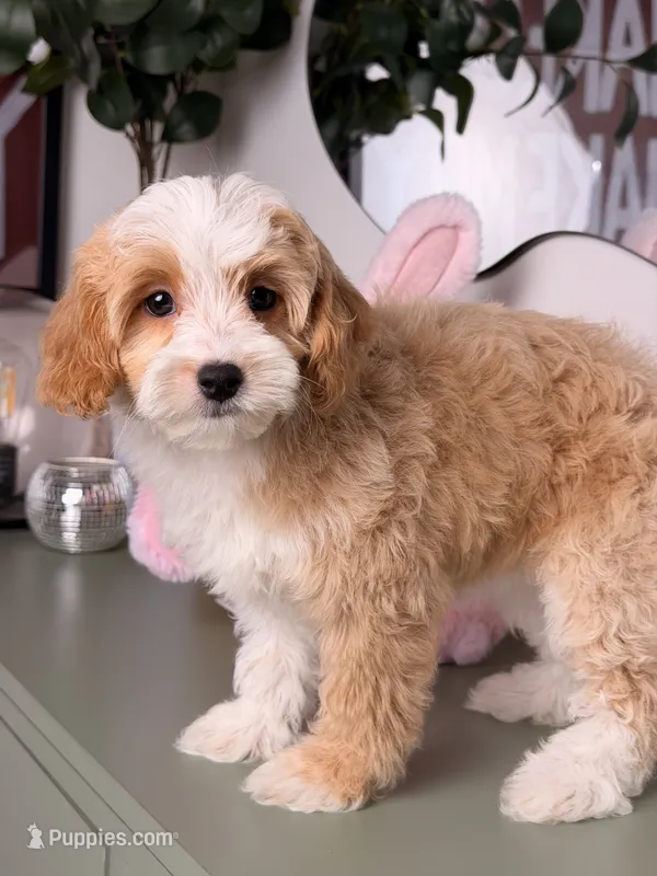 Hazel – Cavapoo, Poodle - Toy  puppy for sale in Los Angeles, CA