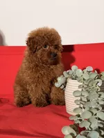 Cookie, a male Poodle - Toy  for sale in Los Angeles, CA – 2 of 5