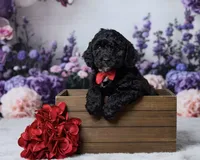 Zorro, a male Cavapoo and Poodle - Toy  for sale in Los Angeles, CA – 1 of 4