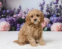 Carrie, a female Cavapoo for sale in Los Angeles, CA – 2 of 5