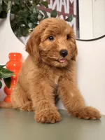 Bella - F1, a female Goldendoodle and Miniature Goldendoodle for sale in Los Angeles, CA – 3 of 10