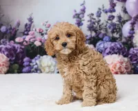 Carrie, a female Cavapoo for sale in Los Angeles, CA – 3 of 5