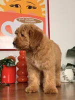 Bella - F1, a female Goldendoodle and Miniature Goldendoodle for sale in Los Angeles, CA – 9 of 10