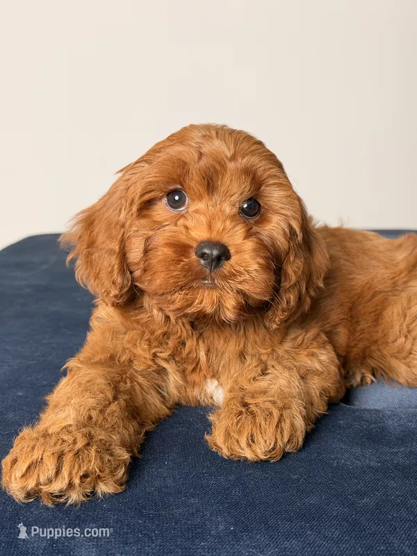 Aurora – Cavapoo, Poodle - Toy  puppy for sale in Los Angeles, CA