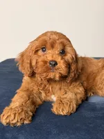 Aurora, a female Cavapoo and Poodle - Toy  for sale in Los Angeles, CA – 1 of 6