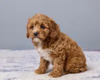 Jade, a female Cavapoo and Poodle - Toy  for sale in Los Angeles, CA – 3 of 4