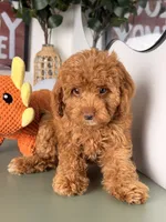 Julia, a female Cavapoo and Poodle - Toy  for sale in Los Angeles, CA – 3 of 9