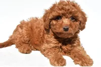 Jasper, a male Cavapoo for sale in Los Angeles, CA – 1 of 2