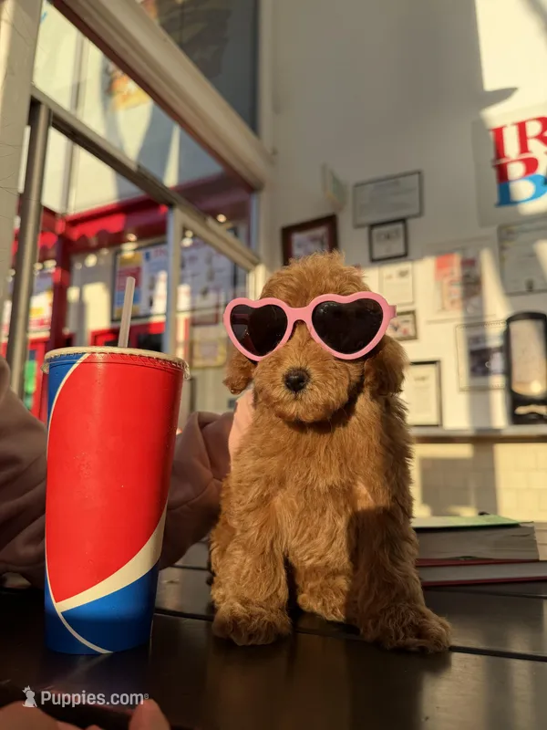 Toy - Cookie – Cavapoo puppy for sale in Los Angeles, CA