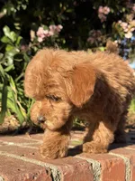 Toy - Cookie, a female Cavapoo for sale in Los Angeles, CA – Photo 5 of 5