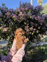 Toy - Cookie, a female Cavapoo for sale in Los Angeles, CA – Photo 2 of 5