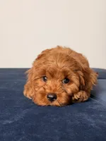 Aurora, a female Cavapoo and Poodle - Toy  for sale in Los Angeles, CA – 5 of 6