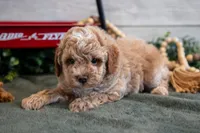 Micro - Fudge, a male Goldendoodle and Poodle - Toy  for sale in Los Angeles, CA – 2 of 3