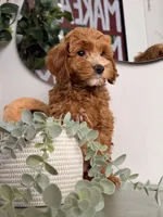 Winston, a male Poodle - Toy  and Miniature Goldendoodle for sale in Los Angeles, CA – 2 of 8