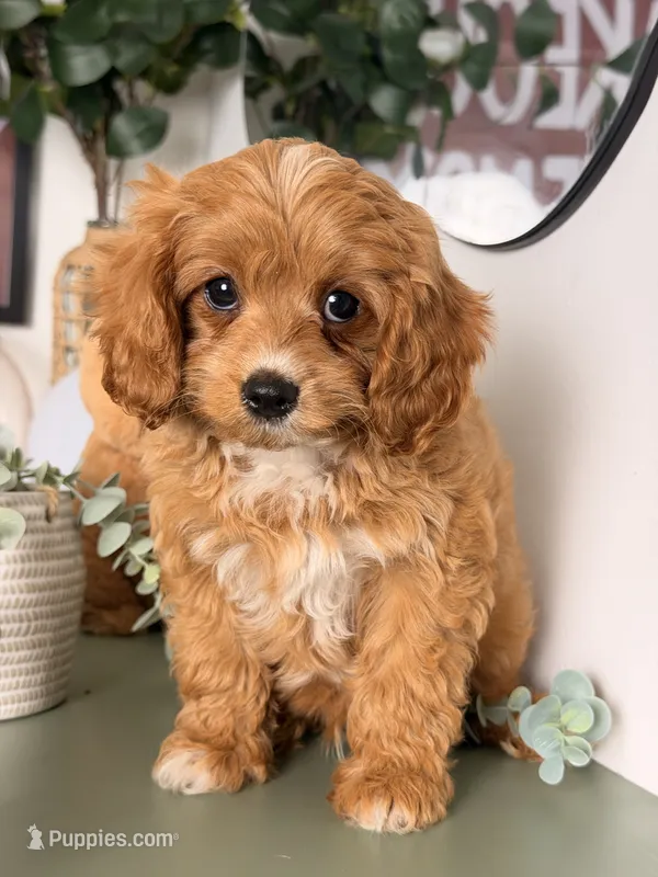 Moose – Cavapoo, Poodle - Toy  puppy for sale in Los Angeles, CA