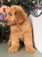Bo, a male Goldendoodle for sale in Los Angeles, CA – 6 of 8