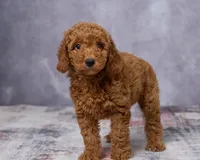 Winnie, a female Poodle - Toy  and Miniature Goldendoodle for sale in Los Angeles, CA – 4 of 5