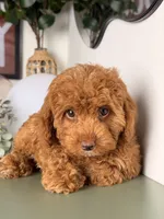 Julia, a female Cavapoo and Poodle - Toy  for sale in Los Angeles, CA – 6 of 9