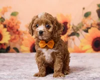 Pip, a male Cavapoo and Poodle - Toy  for sale in Los Angeles, CA – 1 of 4
