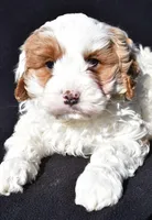 Charlie, a male Cavapoo for sale in Los Angeles, CA – Photo 4 of 4