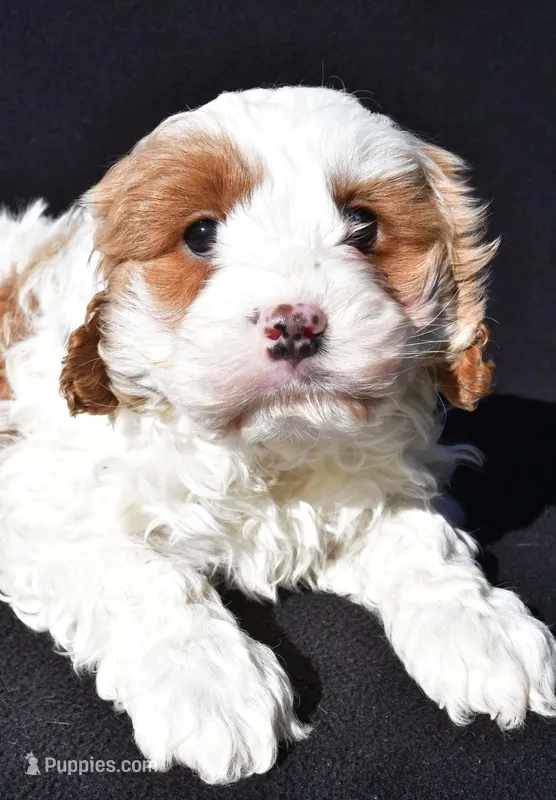Charlie – Cavapoo puppy for sale in Los Angeles, CA