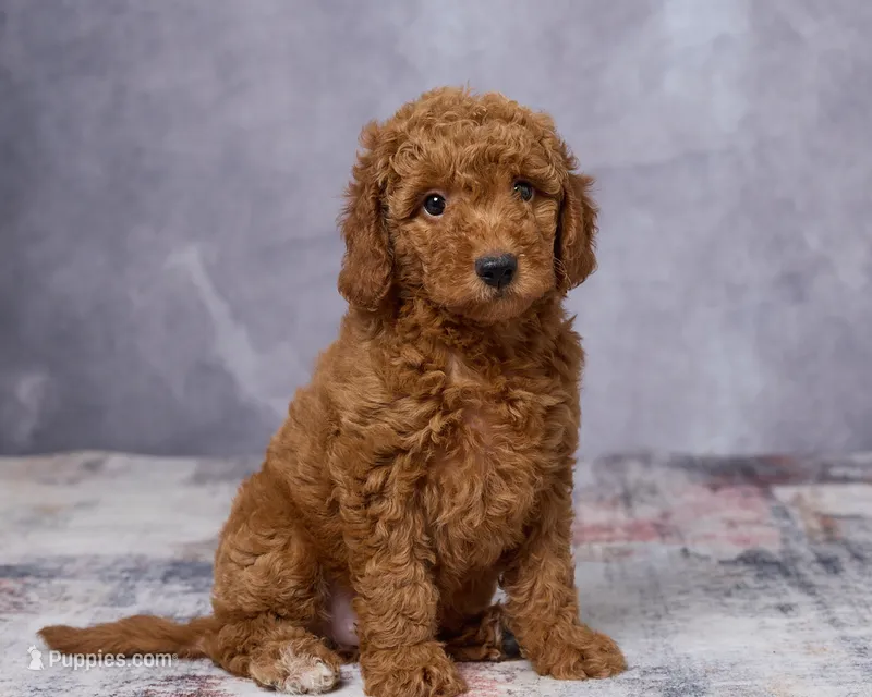Winnie – Poodle - Toy , Miniature Goldendoodle puppy for sale in Los Angeles, CA